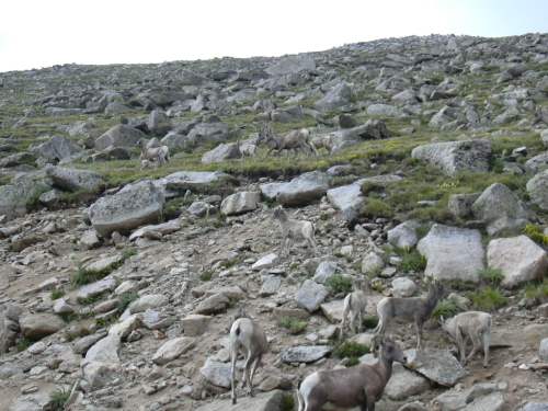 2003-0816-denver-mt-evans-goat-herd-running-away.jpg