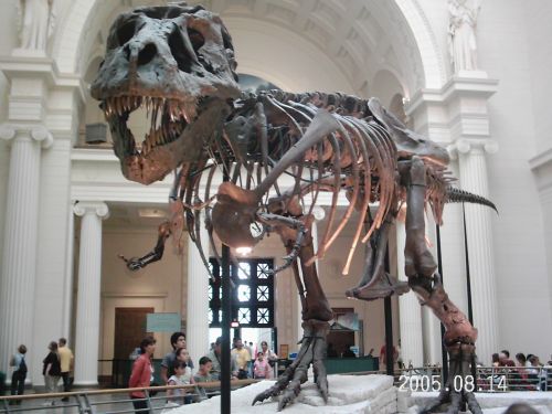 2005-0814-t-rex-skeleton.jpg