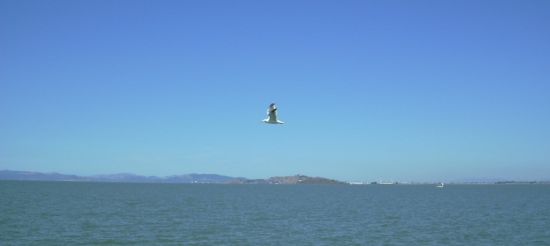 2003-0811-berkeley-pier-seagull.jpg