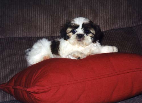 1998-11-Libby-Puppy.jpg