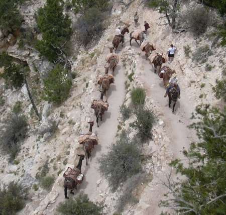 2003-0806-grand-canyon-burros.jpg