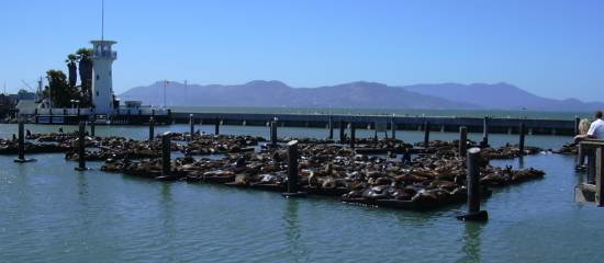 2003-0812-fishermans-wharf-sealions-1-san-francisco.jpg