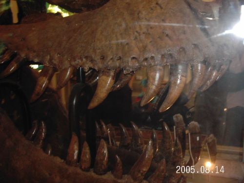 2005-0814-t-rex-skull.jpg