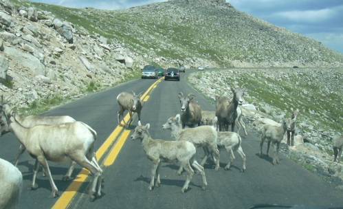 2003-0816-denver-mt-evans-goat-herd.jpg