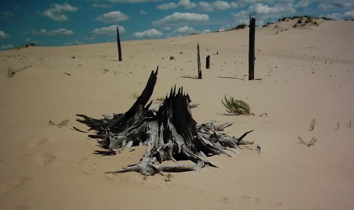 2005-0815-dunes-dead-tree-1.jpg