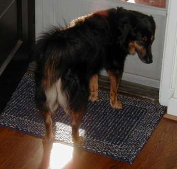 2002-0811-gus-dog-pittsburgh-pa.jpg