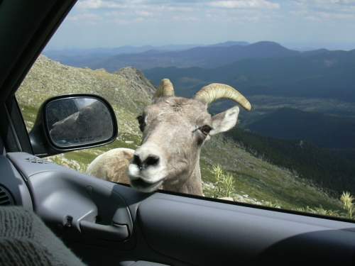 2003-0816-denver-mt-evans-goat-head-in-car.jpg