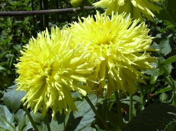 2003-0808-getty-museum-flowers-1-los-angeles.jpg