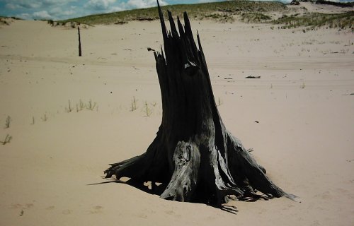 2005-0815-dunes-dead-tree-2.jpg